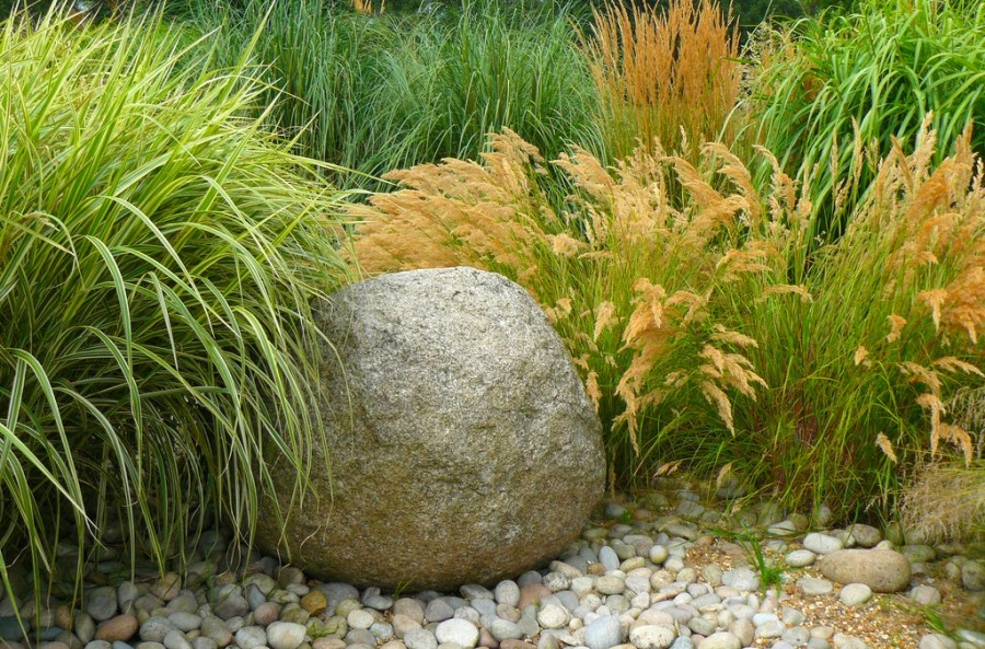 Decorative grass - application in landscape design