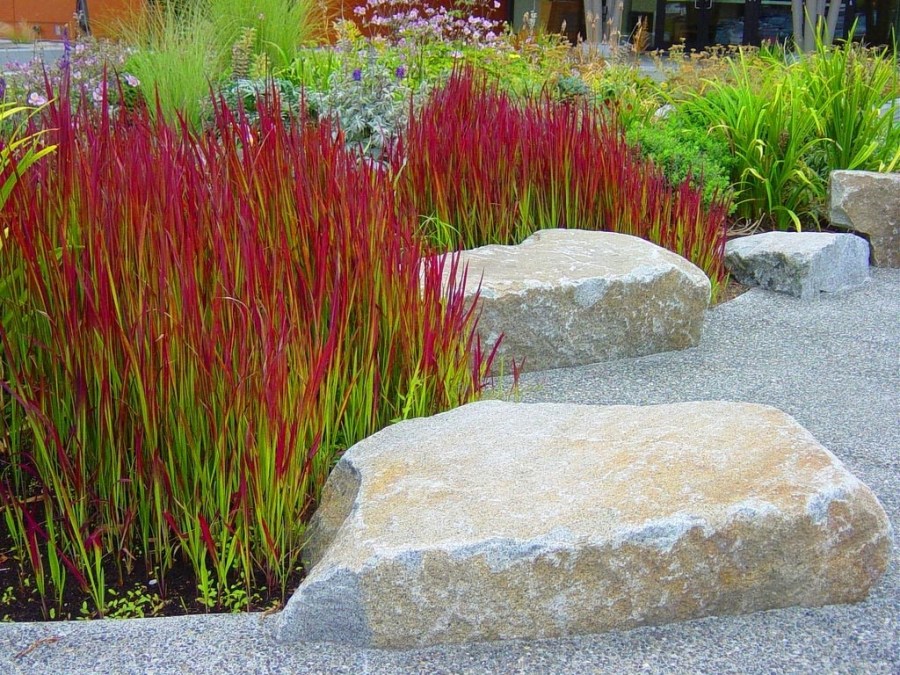 דשא דקורטיבי - יישום בעיצוב נוף
