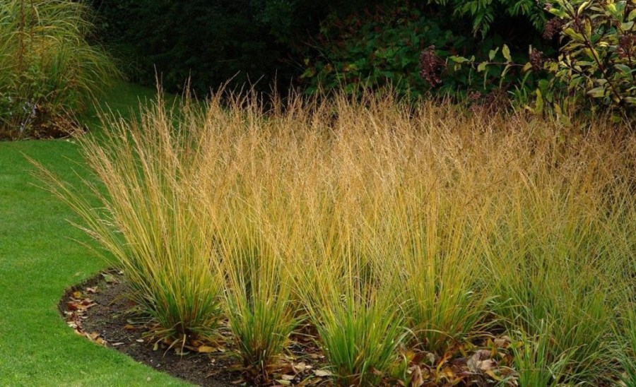 Decorative grass - application in landscape design