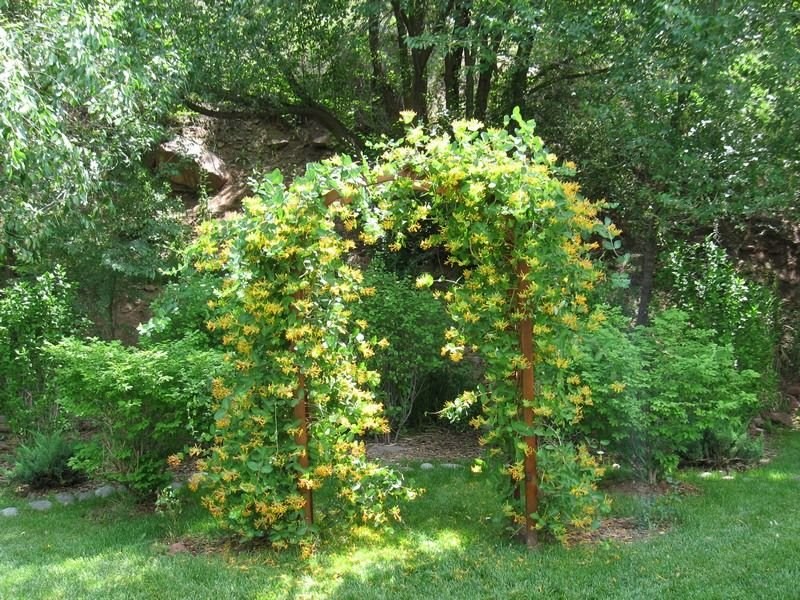 Liany do ogrodu - rośliny wieloletnie i mrozoodporne do dekoracji ogrodu