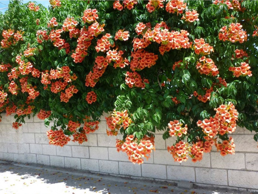 Lianor för trädgården - fleråriga och frostbeständiga växter för att dekorera trädgården