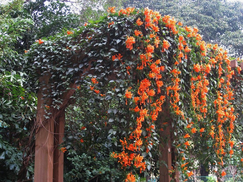 Bahçe için Lianas - bahçe dekorasyon için çok yıllık ve dona dayanıklı bitkiler