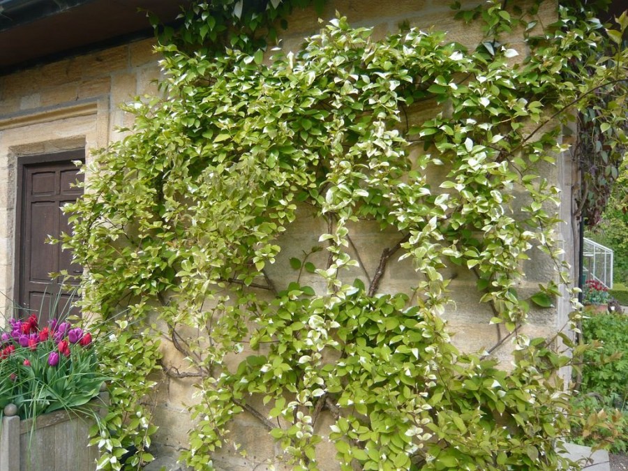 Lianen für den Garten - mehrjährige und frostsichere Pflanzen zur Dekoration des Gartens